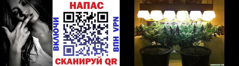 Купить  Мураши  МАРИХУАНА OG Kush 